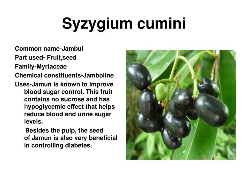 syzygium cumini