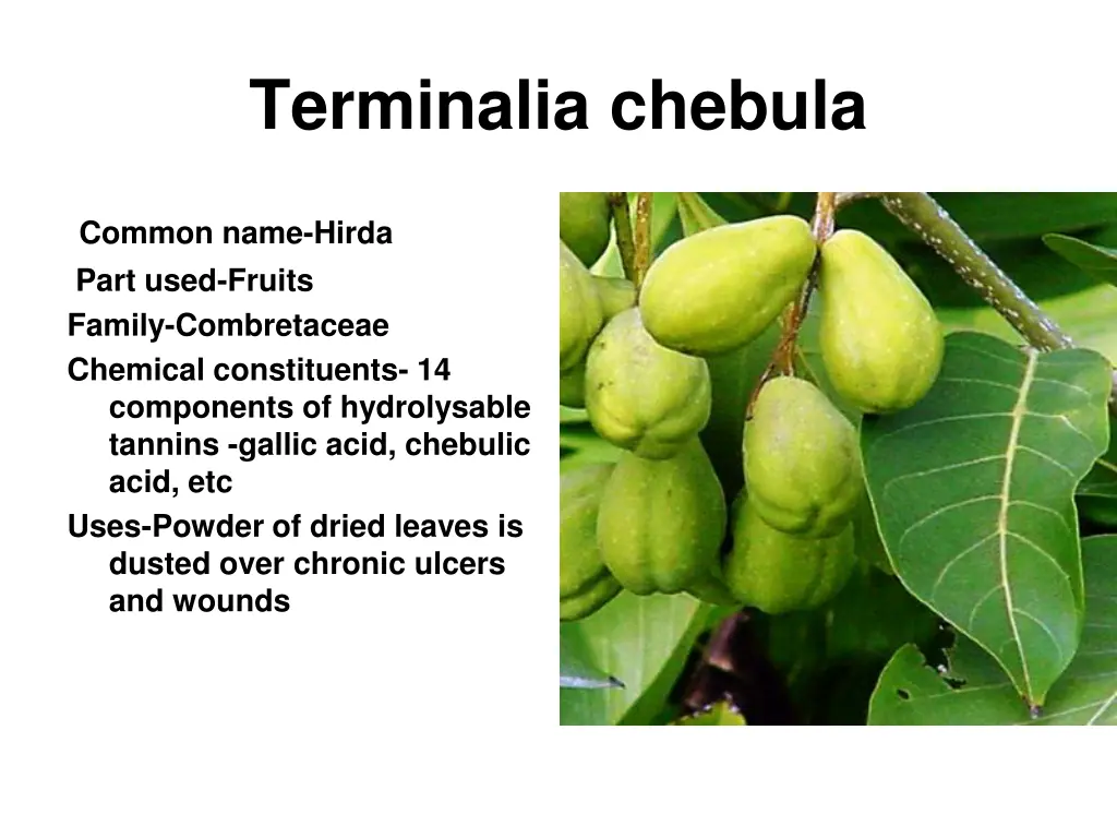 terminalia chebula