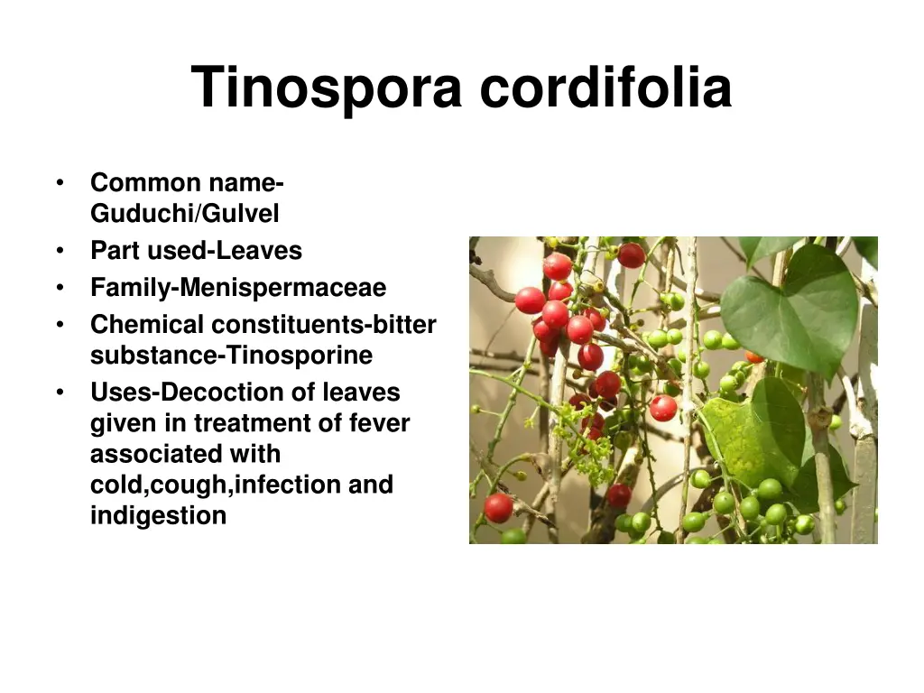 tinospora cordifolia