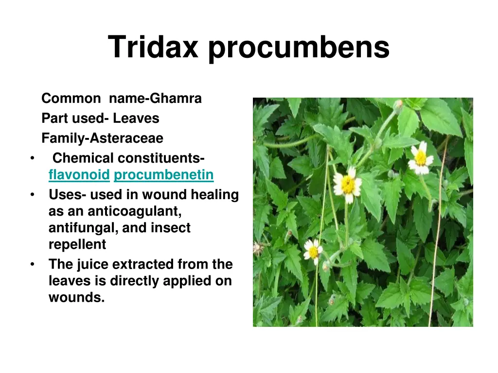 tridax procumbens