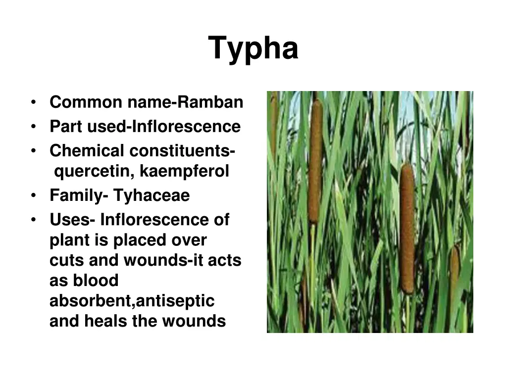 typha