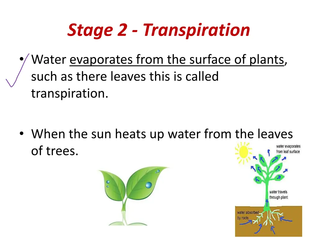 stage 2 transpiration