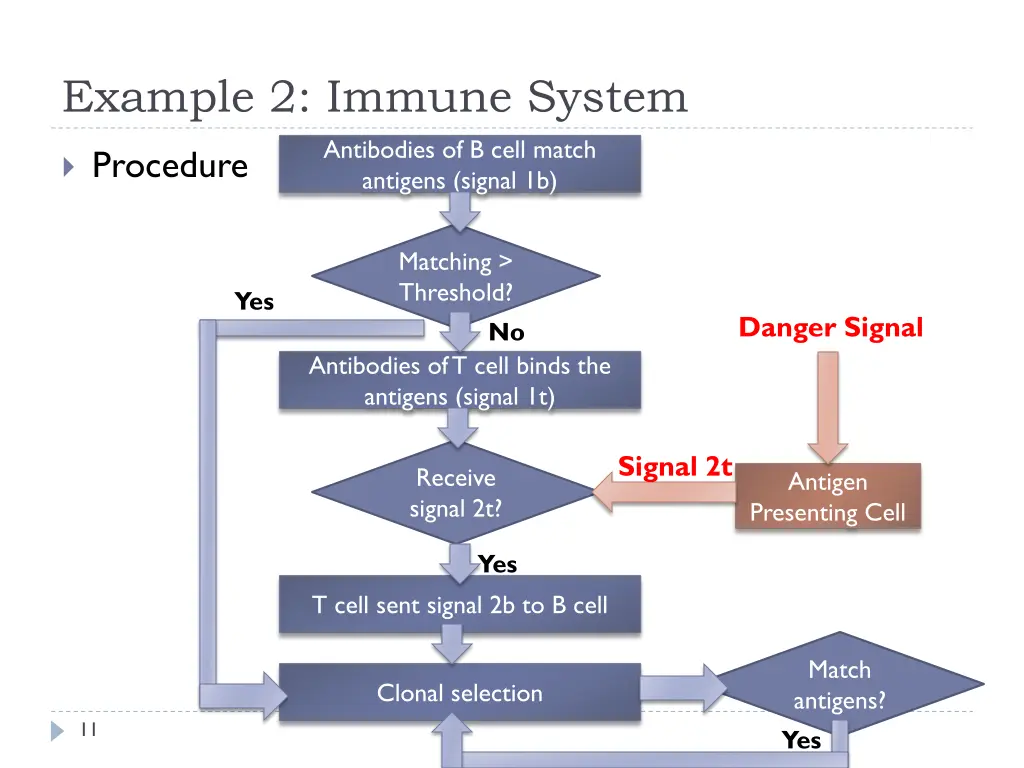 example 2 immune system antibodies of b cell