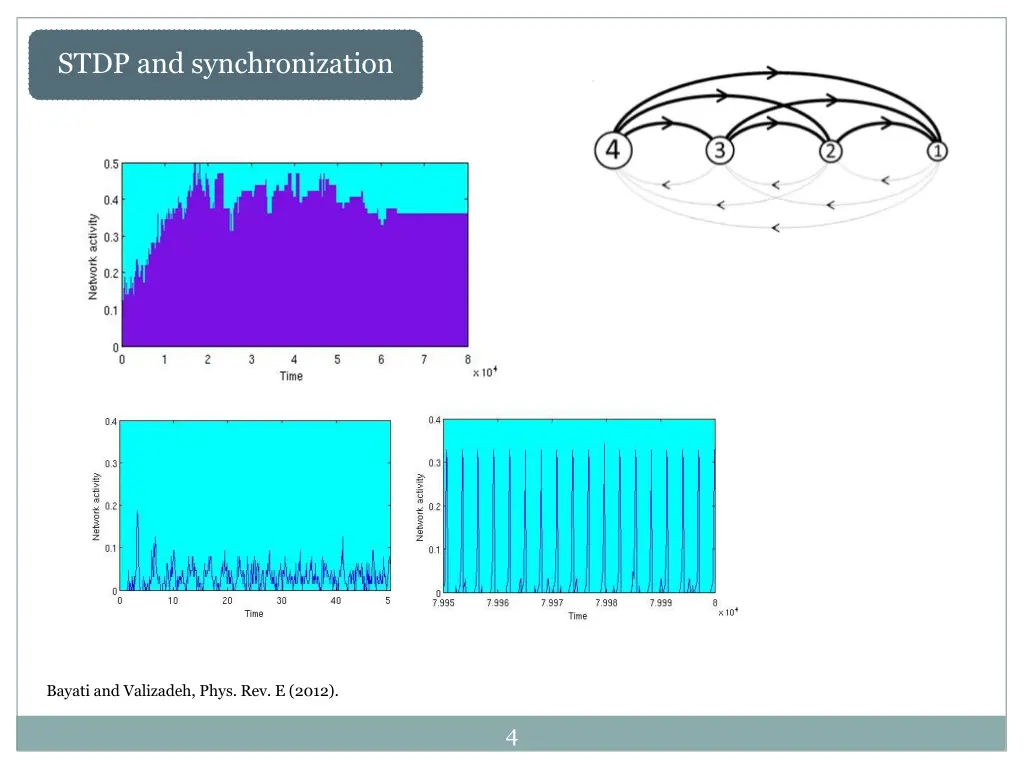 stdp and synchronization