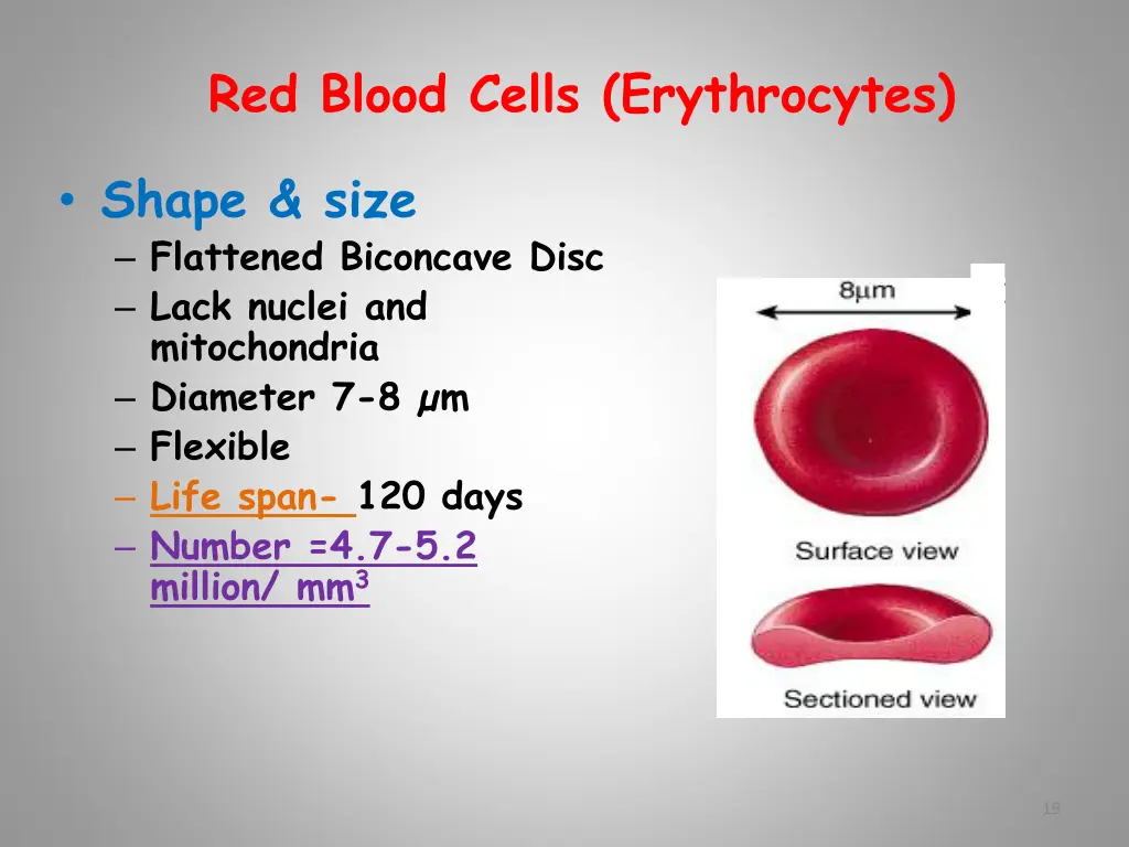 red blood cells erythrocytes