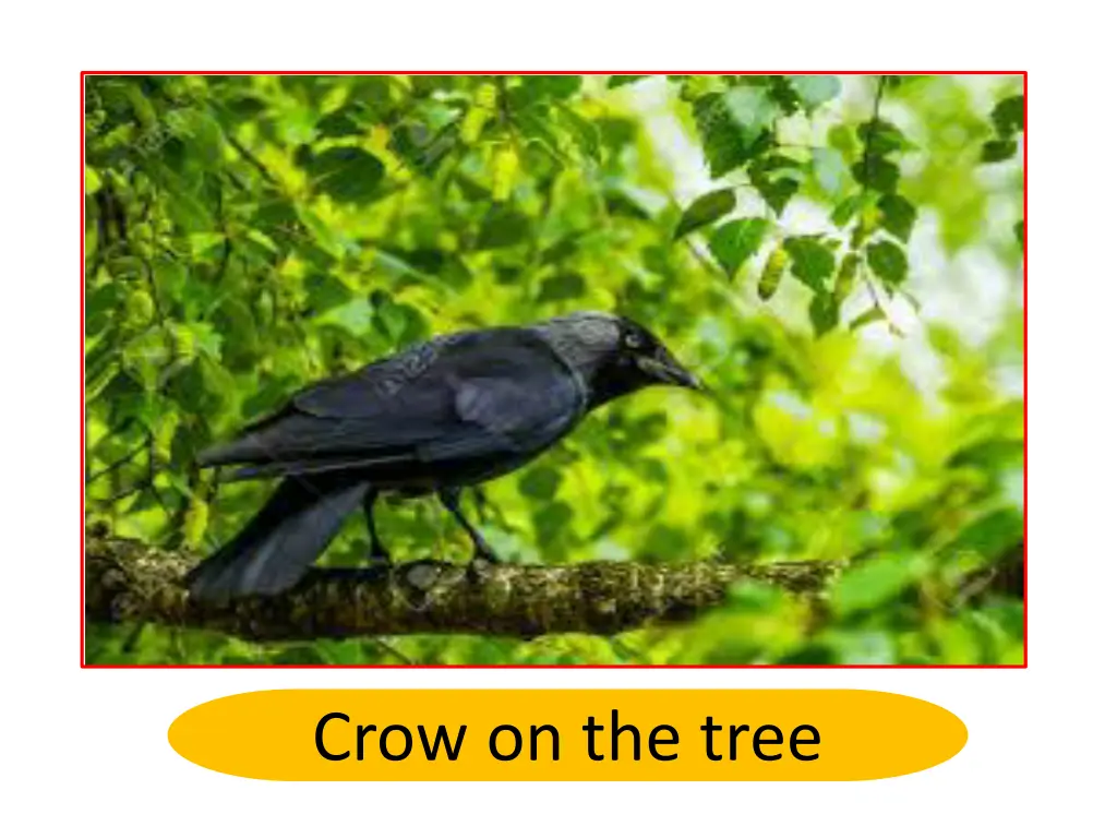 crow on the tree