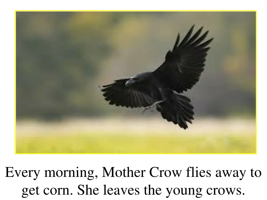 every morning mother crow flies away to get corn