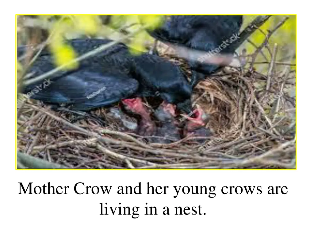 mother crow and her young crows are living