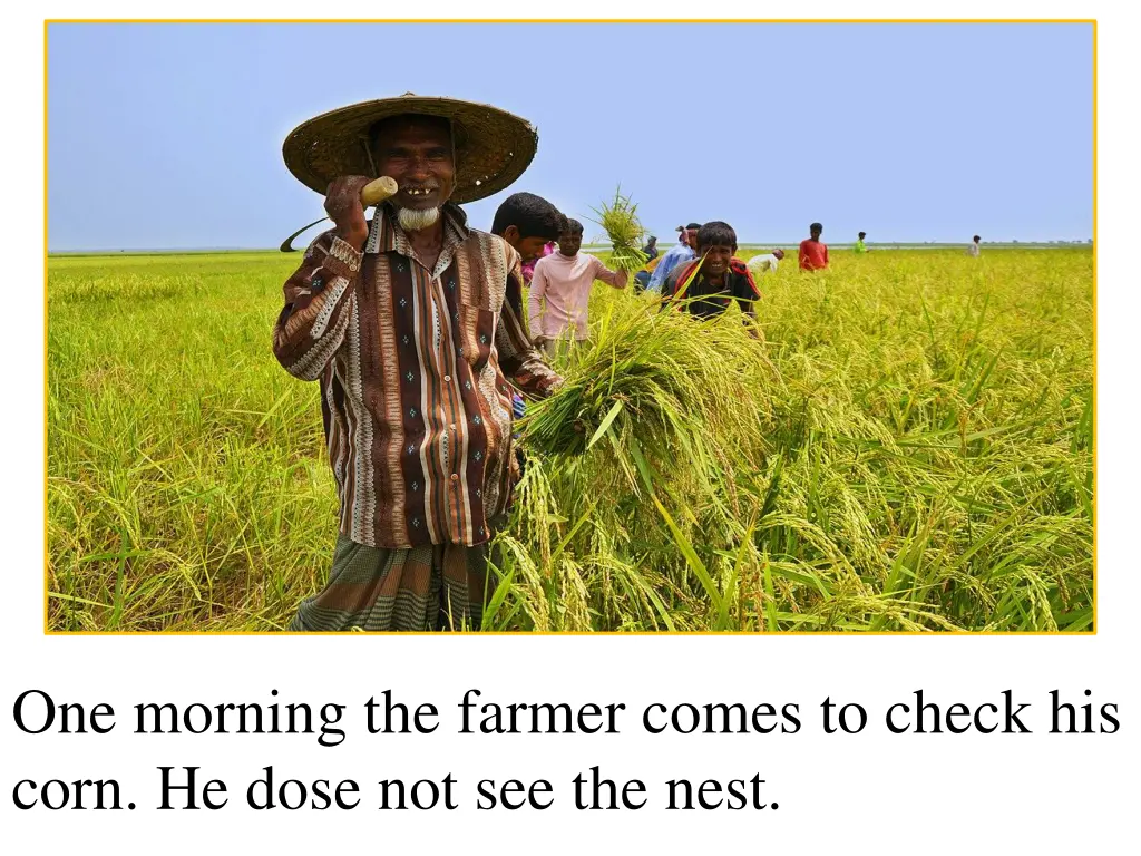 one morning the farmer comes to check his corn