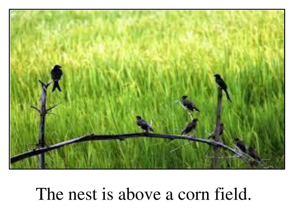 the nest is above a corn field