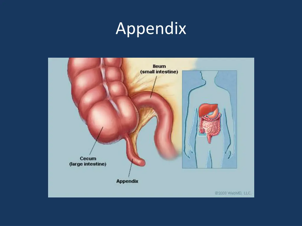 appendix