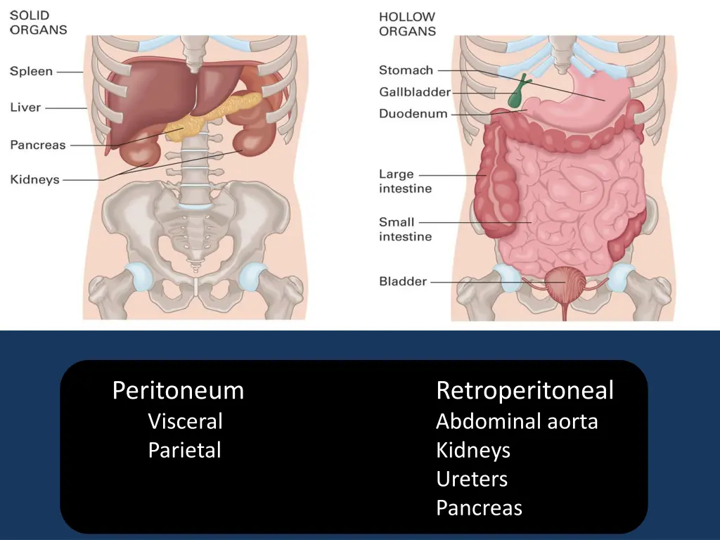 peritoneum visceral parietal