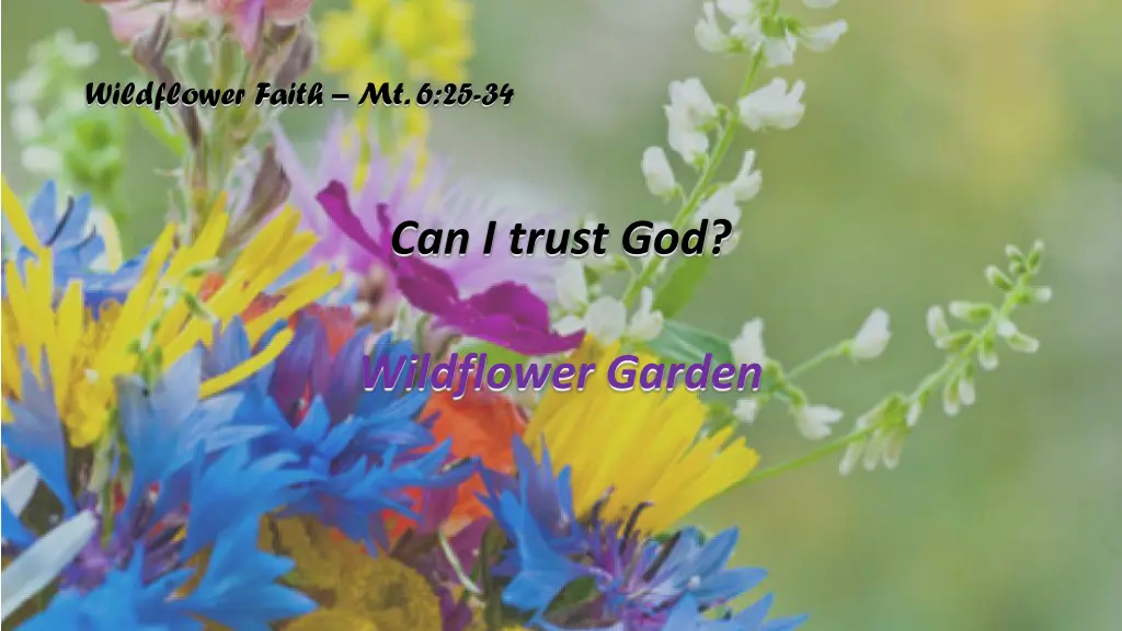 wildflower faith mt 6 25 34 4