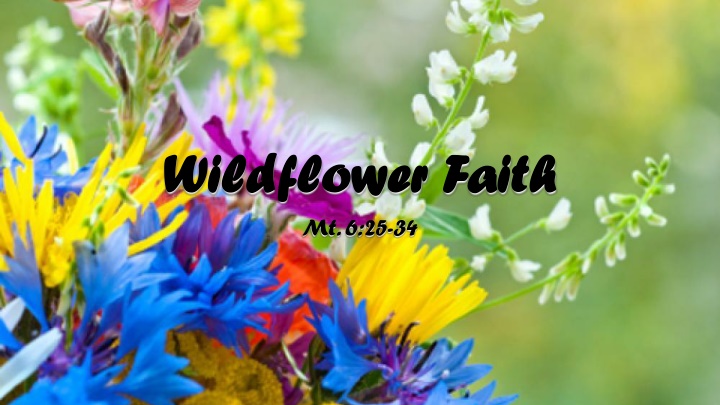 wildflower faith wildflower faith mt 6 25 34