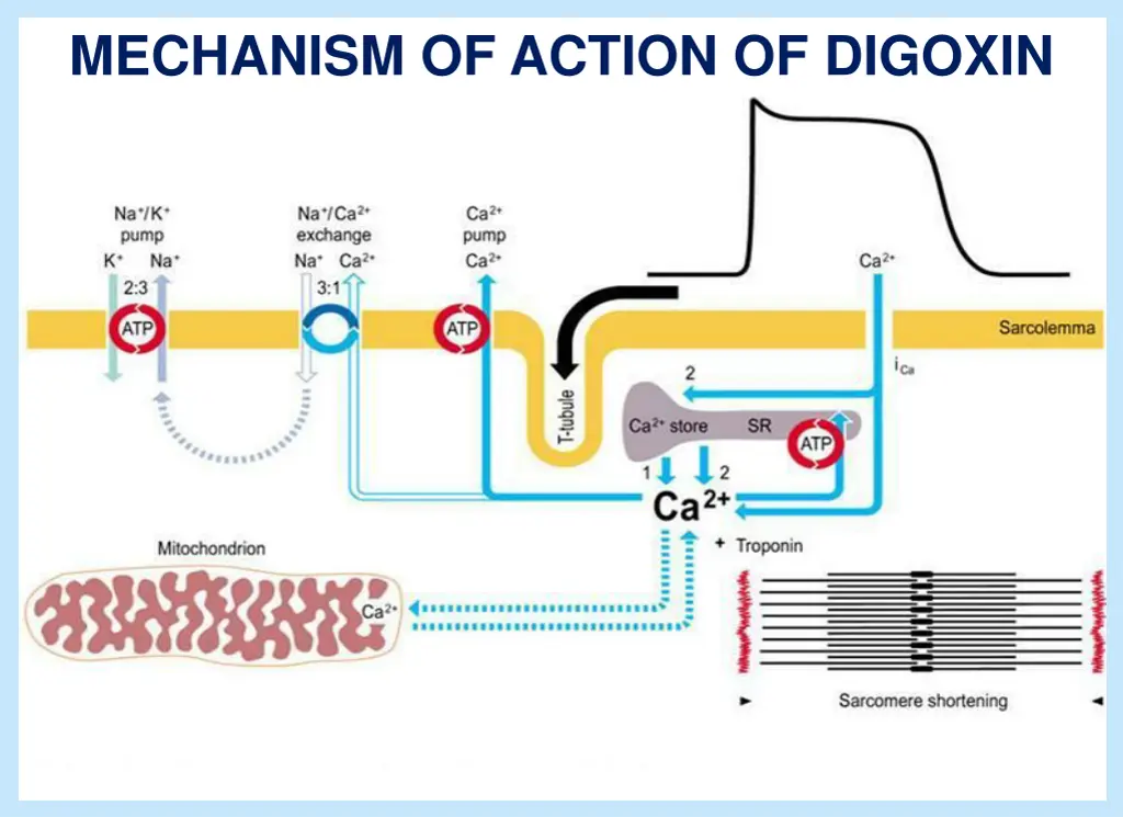 mechanism of action of digoxin