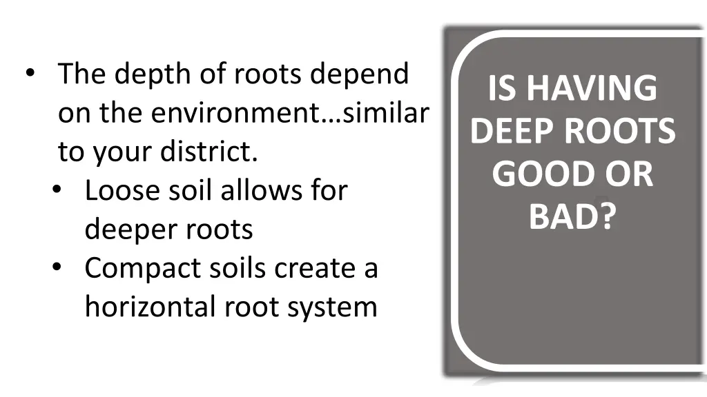 the depth of roots depend on the environment