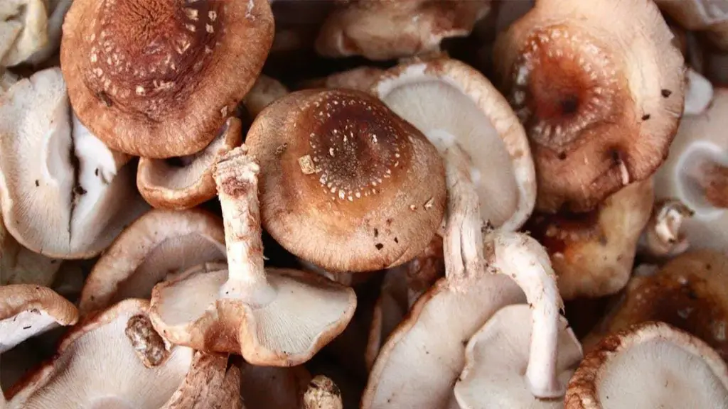 agaricua bisporus