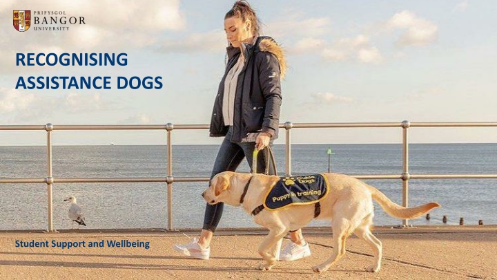 recognising assistance dogs