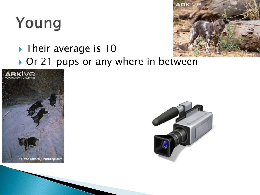 their average is 10 or 21 pups or any where