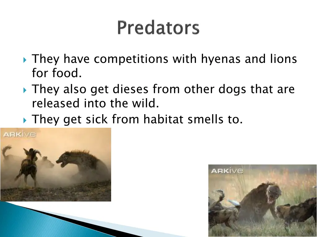 they have competitions with hyenas and lions