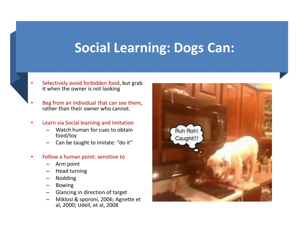 social learning dogs can