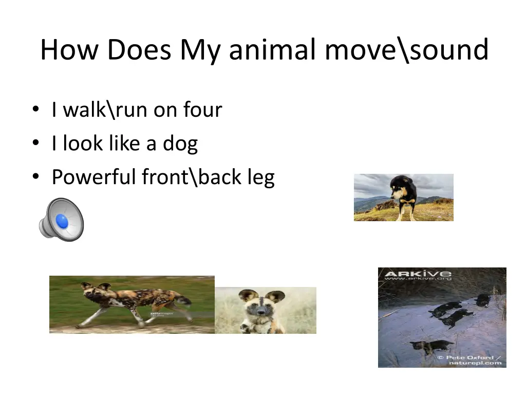 how does my animal move sound