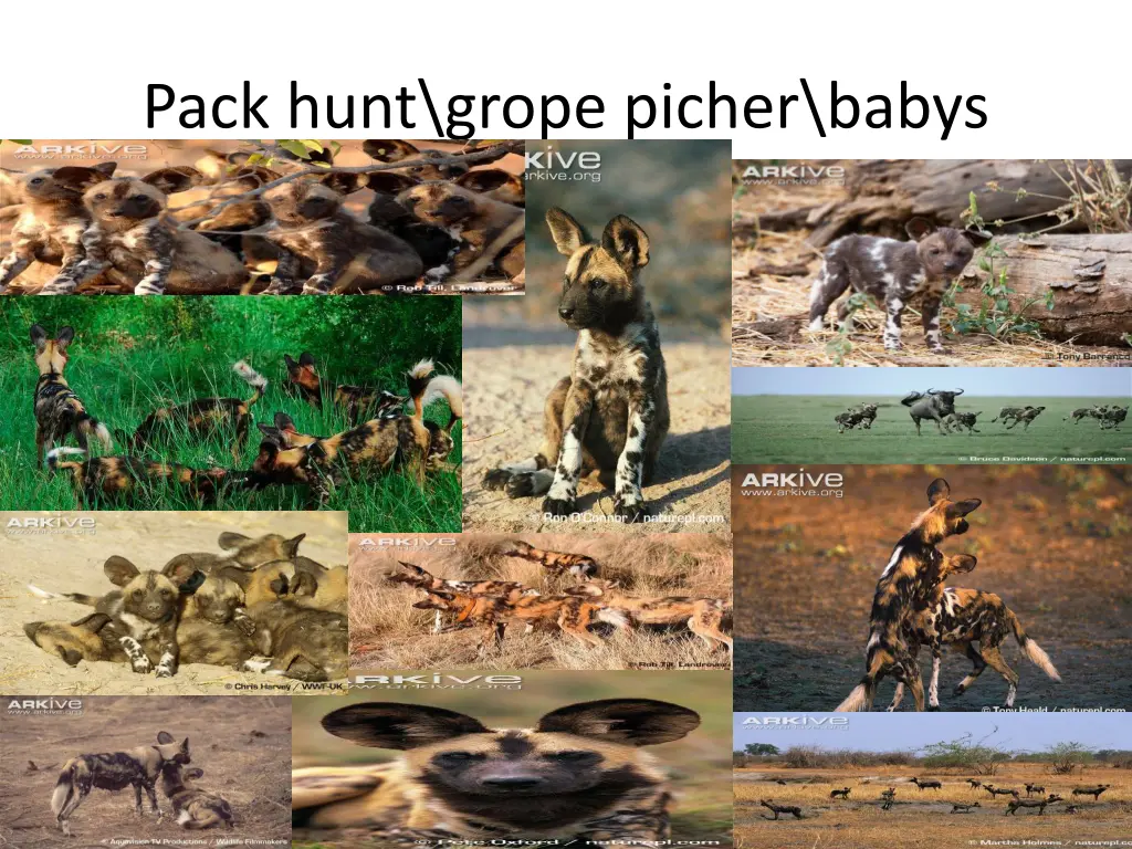 pack hunt grope picher babys