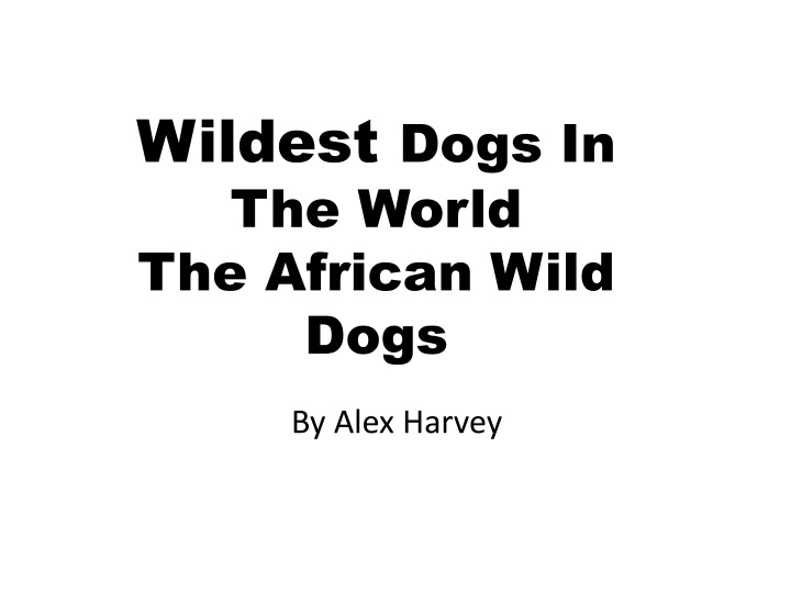 wildest dogs in the world the african wild dogs