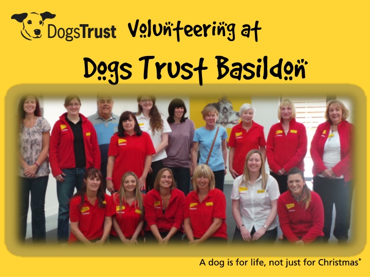 volunteering at dogs trust basildon