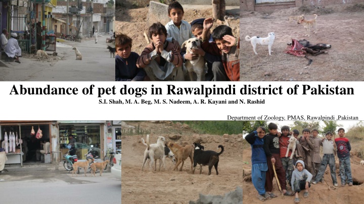 abundance of pet dogs in rawalpindi district