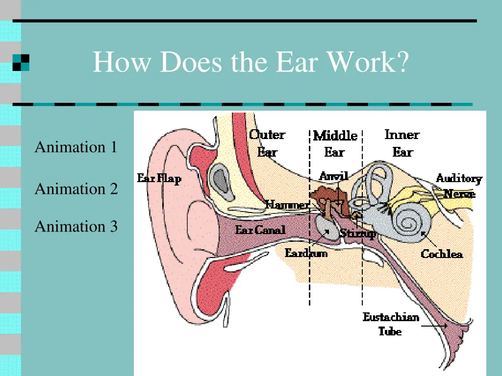 how does the ear work