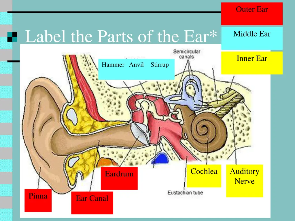 outer ear