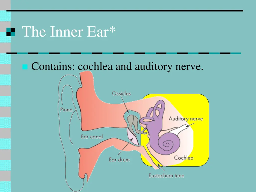 the inner ear