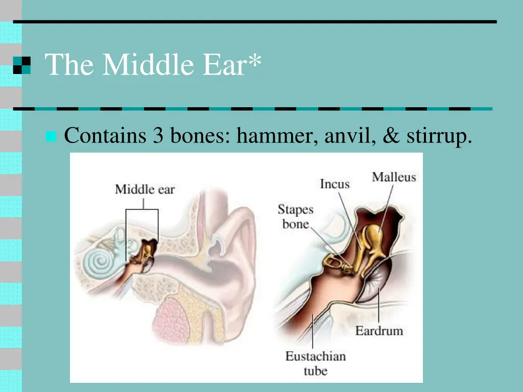 the middle ear