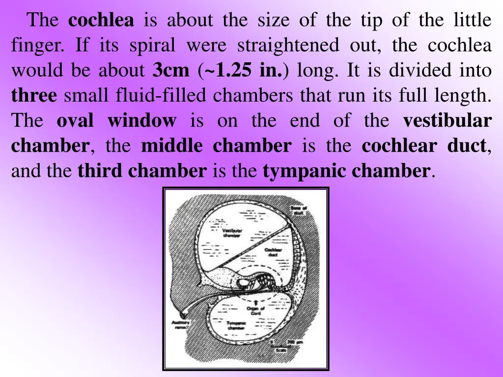 the cochlea is about the size