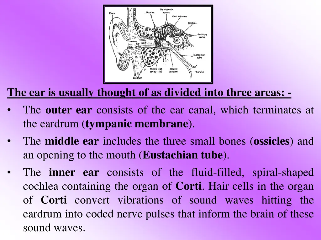 the ear is usually thought of as divided into