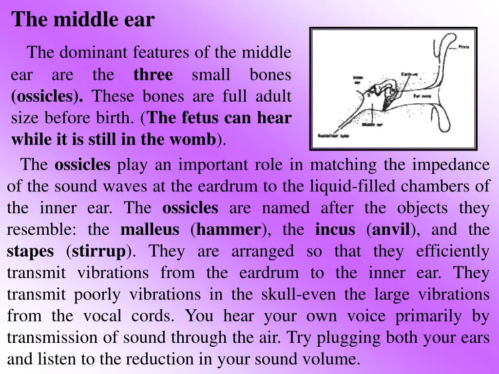 the middle ear the dominant features