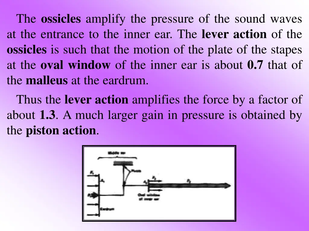 the ossicles amplify the pressure of the sound