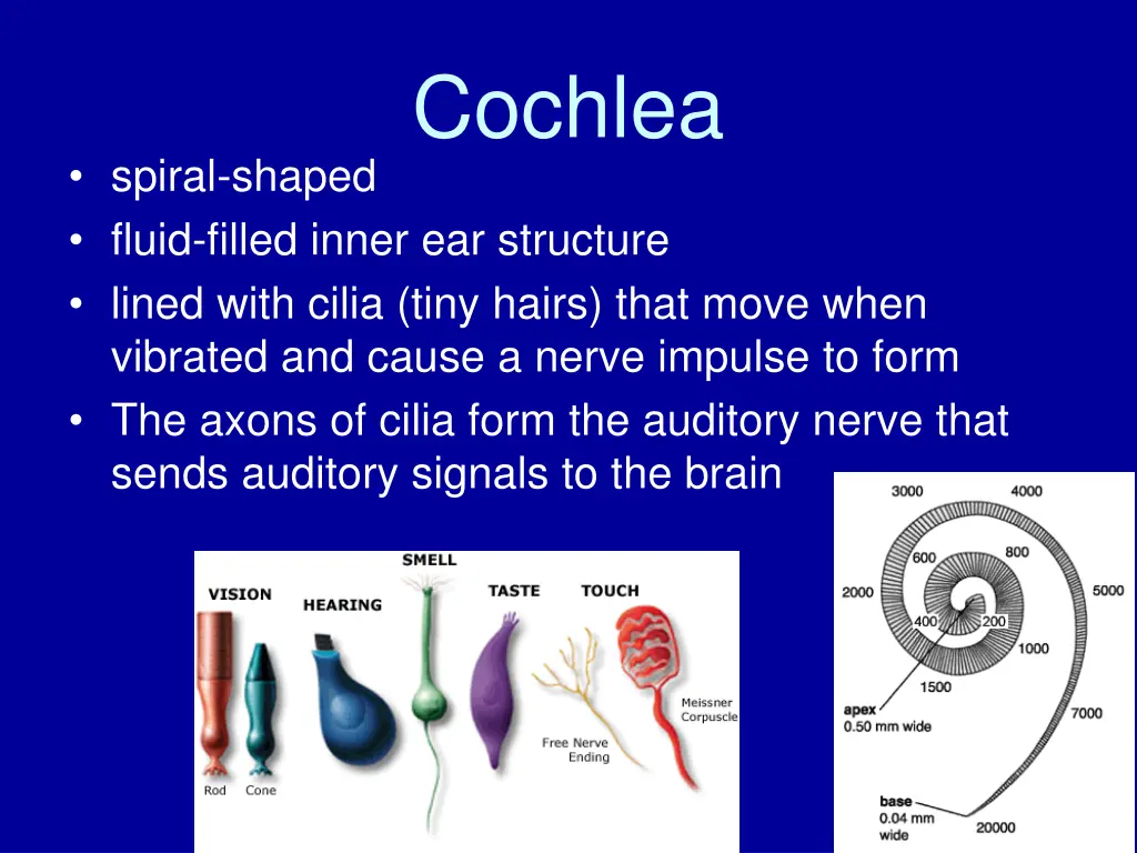 cochlea