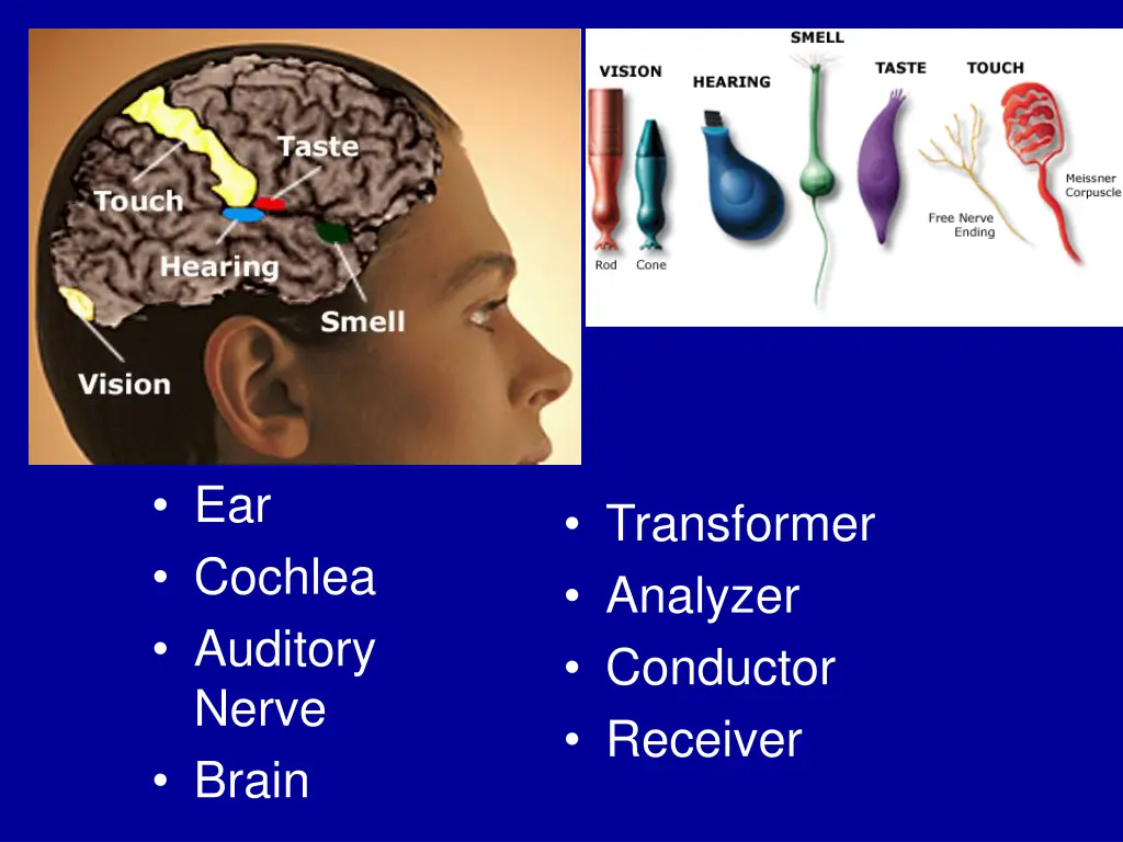 ear cochlea auditory nerve brain