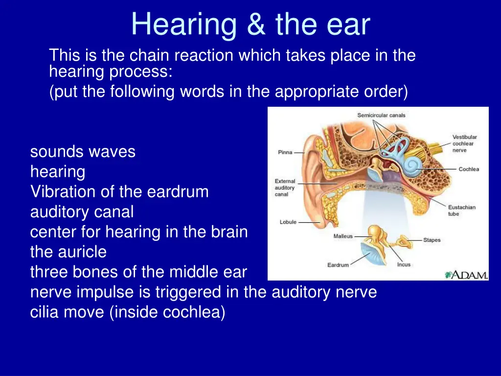 hearing the ear this is the chain reaction which