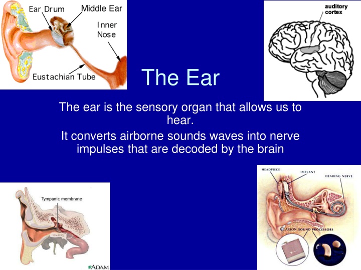 the ear