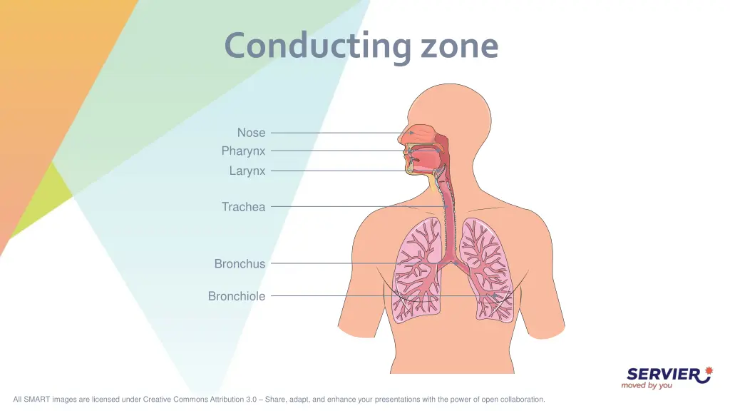 conducting zone