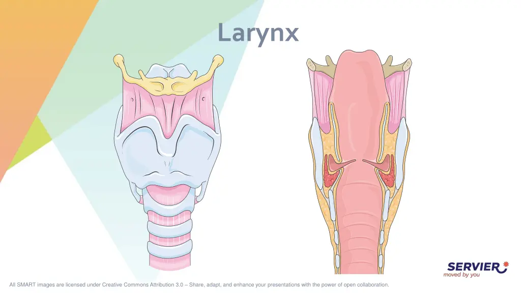 larynx