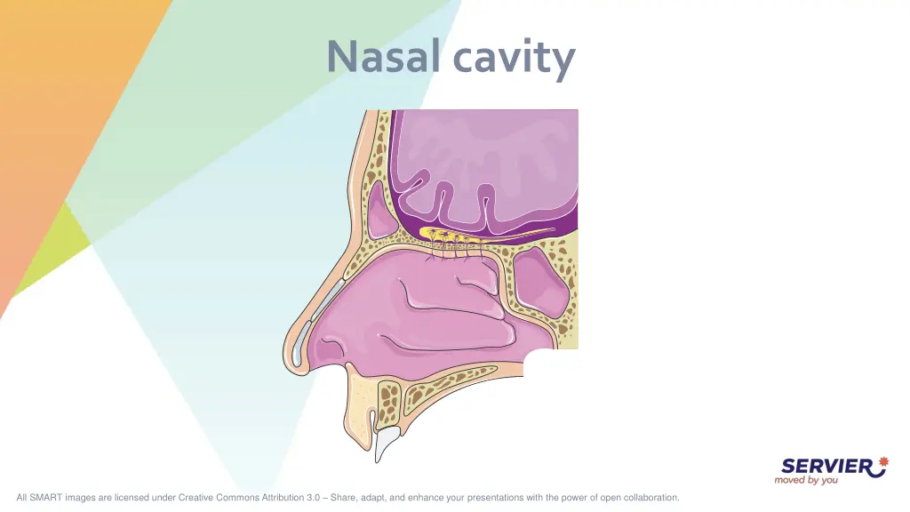 nasal cavity