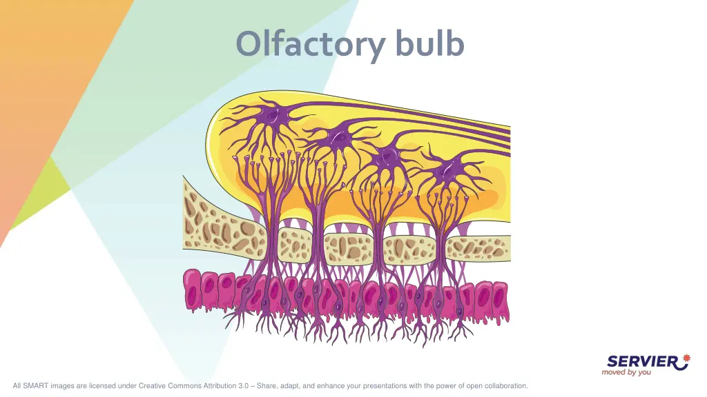 olfactory bulb