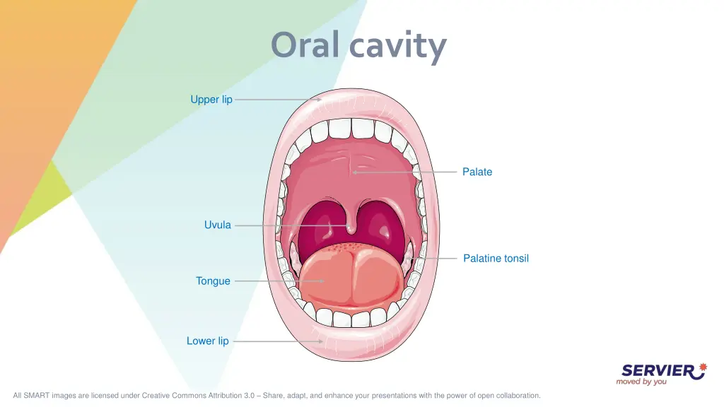 oral cavity