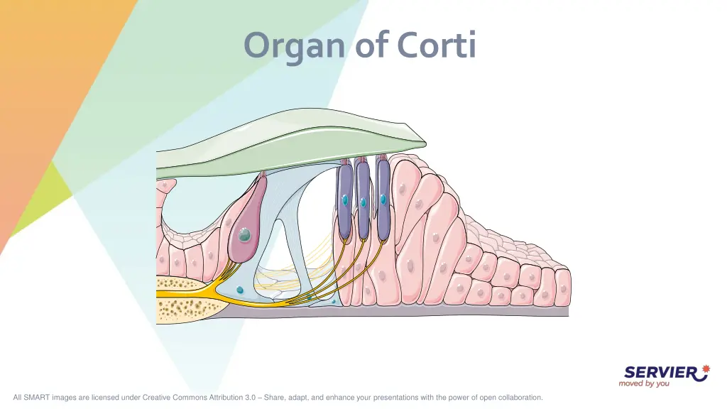 organ of corti