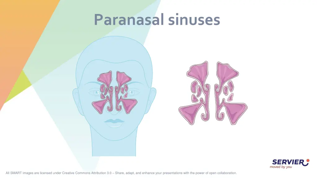 paranasal sinuses