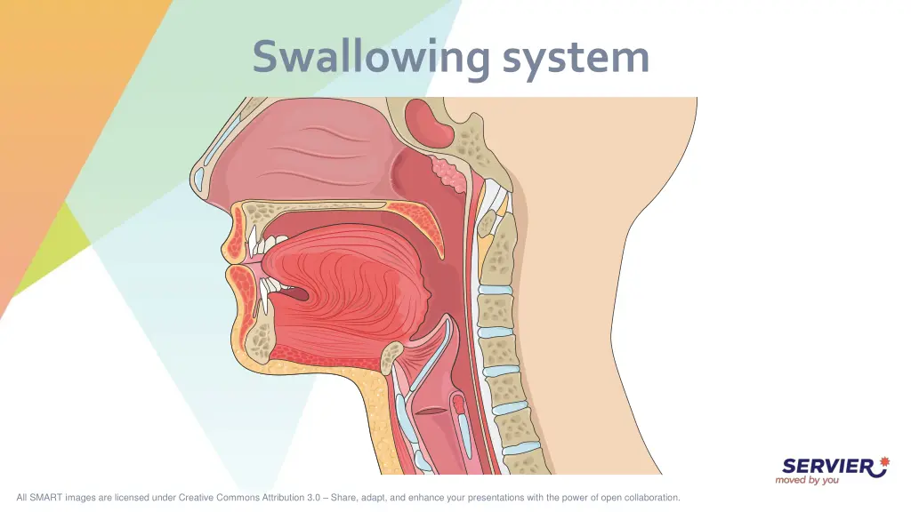 swallowing system